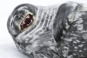 The giggle - Weddell seal