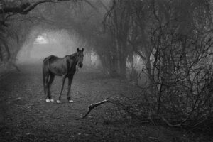Un cavallo che apparteneva alla scuderia reale cerca erba in un bosco che prima era la sua casa. Kuwait, 1991. © Sebastião Salgado /Amazonas Images / Contrasto